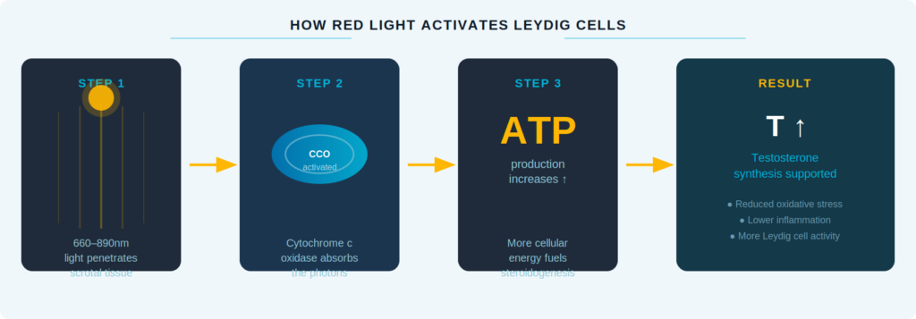 Figure 1: How red and near-infrared light activates Leydig cell mitochondria to support testosterone synthesis.